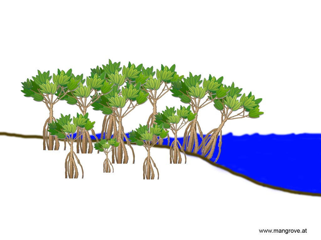 fringe mangrove forests high tide